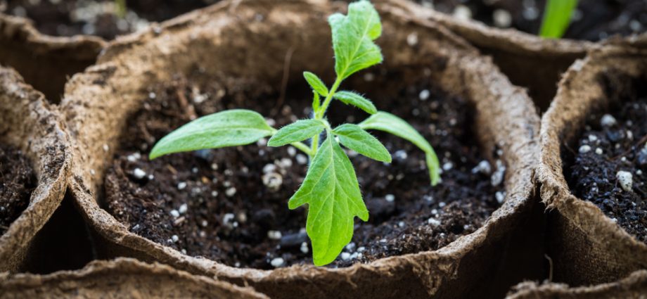 Soil for seedlings of tomatoes and peppers 