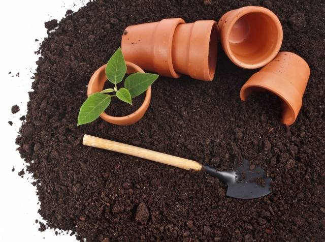 Soil preparation for pepper seedlings 