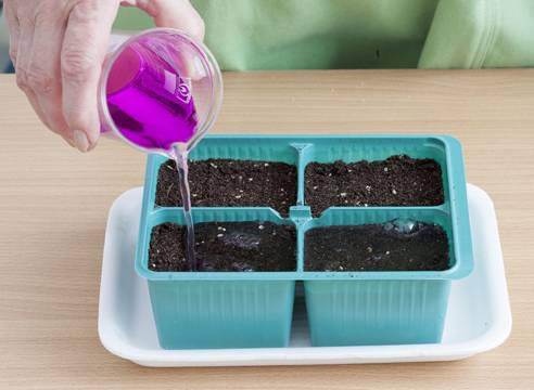 Soil preparation for pepper seedlings 