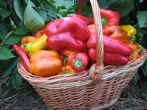 Soil preparation for pepper seedlings 