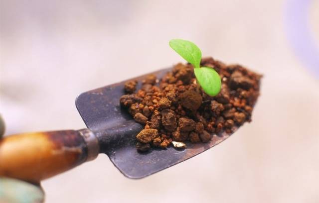 Soil preparation for pepper seedlings 