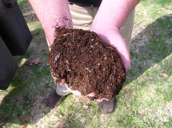 Soil preparation for pepper seedlings 