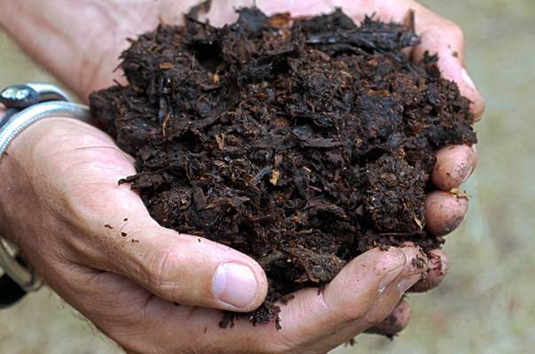 Soil preparation for pepper seedlings 