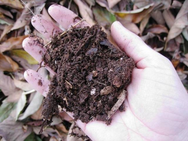 Soil preparation for pepper seedlings 