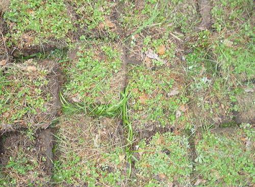 Soil preparation for pepper seedlings 