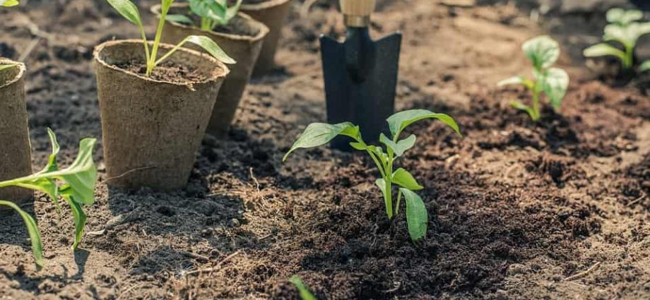 Soil preparation for pepper seedlings 