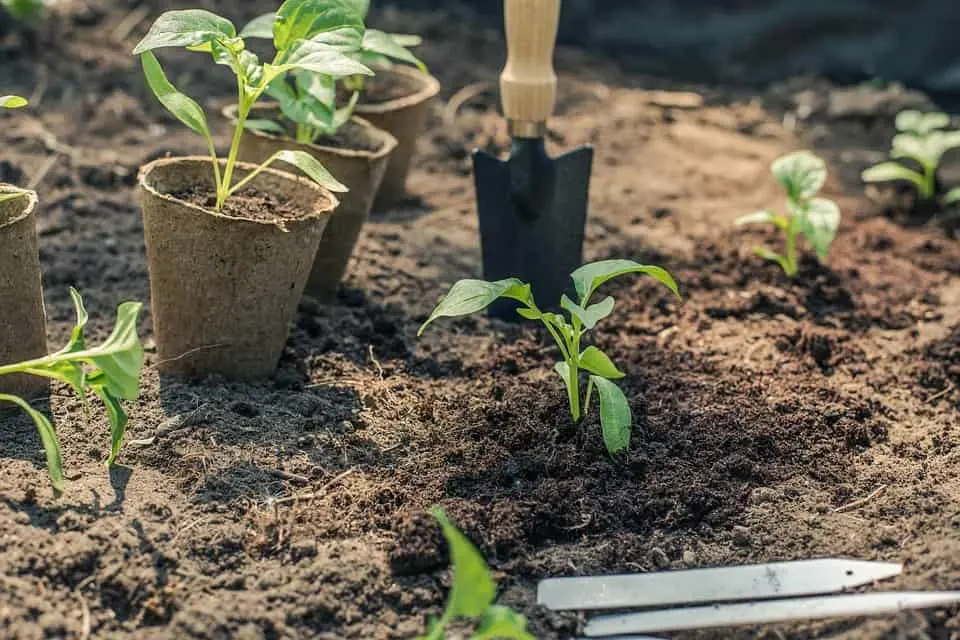 Soil preparation for pepper seedlings 