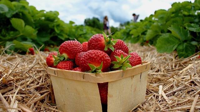 Soil preparation for planting strawberries in autumn 