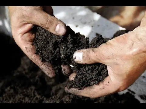 Soil preparation for planting strawberries in autumn 