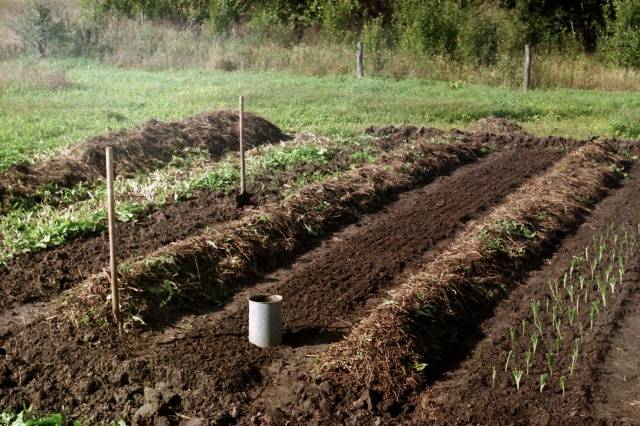 Soil preparation for planting strawberries in autumn 