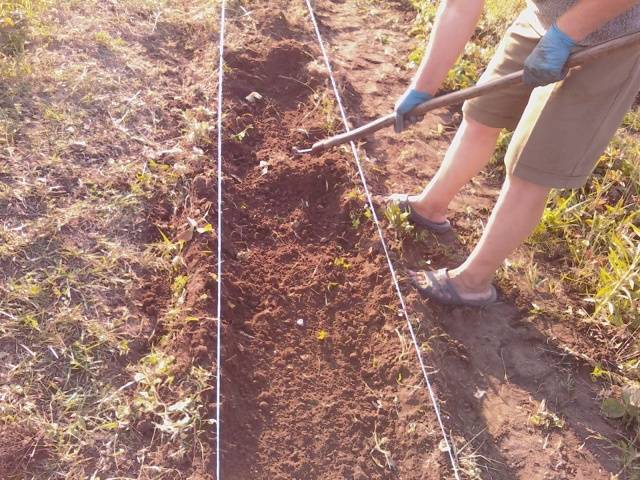 Soil preparation for planting strawberries in autumn 