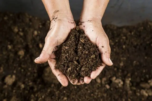 Soil preparation for planting strawberries in autumn 