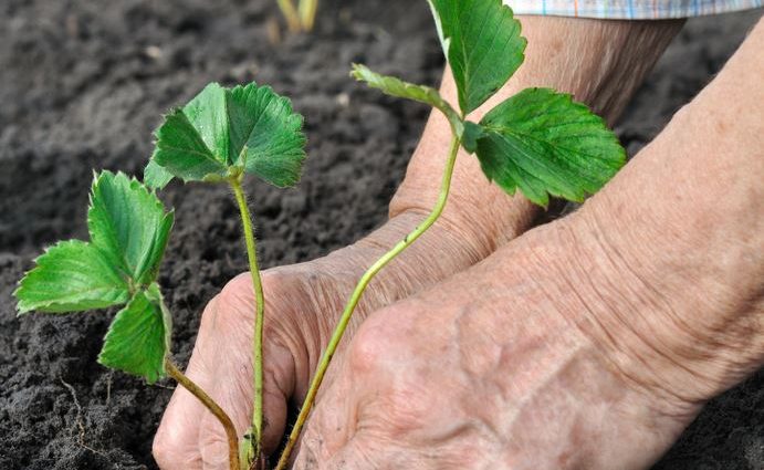 Soil preparation for planting strawberries in autumn 