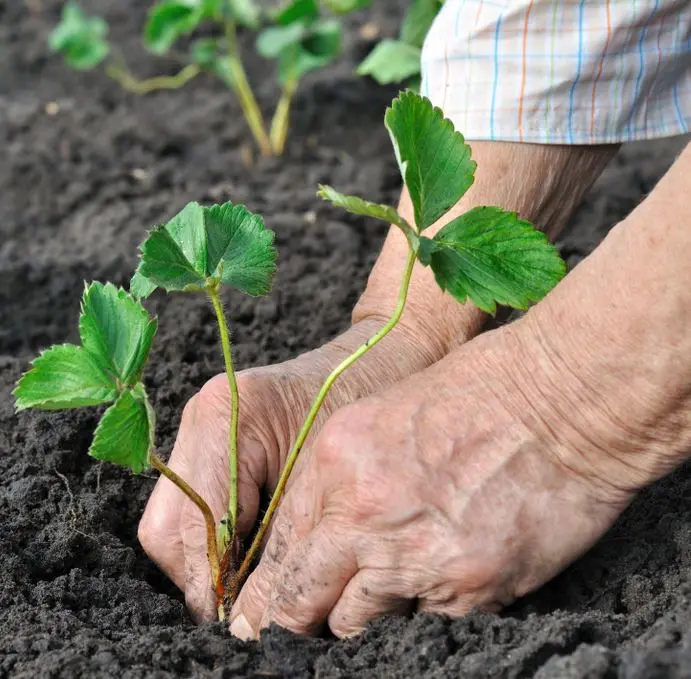 Soil preparation for planting strawberries in autumn 