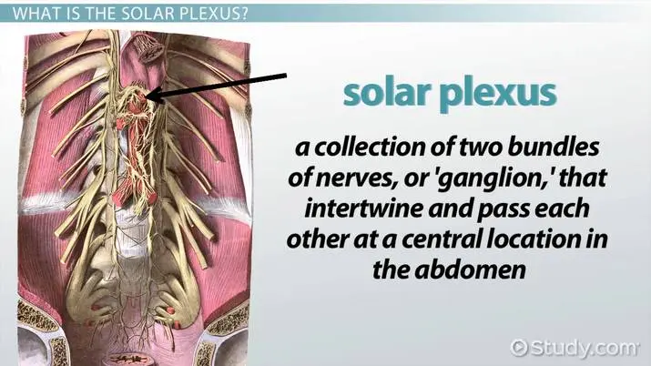 Solar plexus &#8211; anatomical structure, functions, ailments