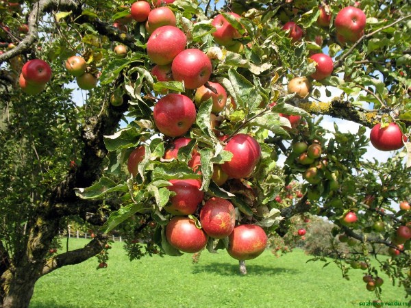 Solntsedar apple tree: growing secrets and productivity