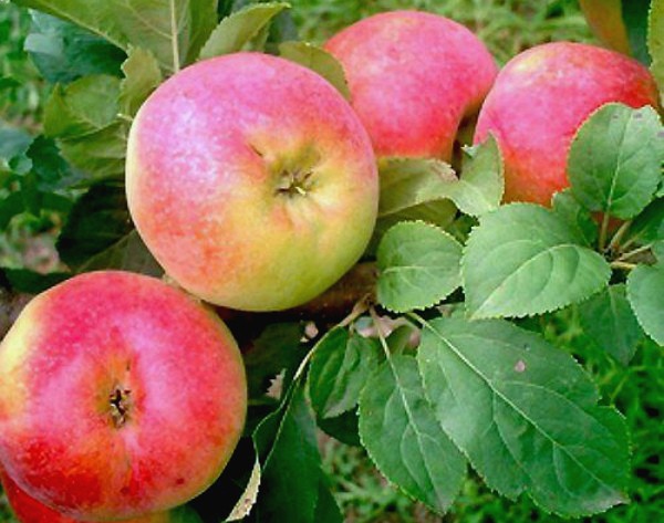 Solntsedar apple tree: growing secrets and productivity