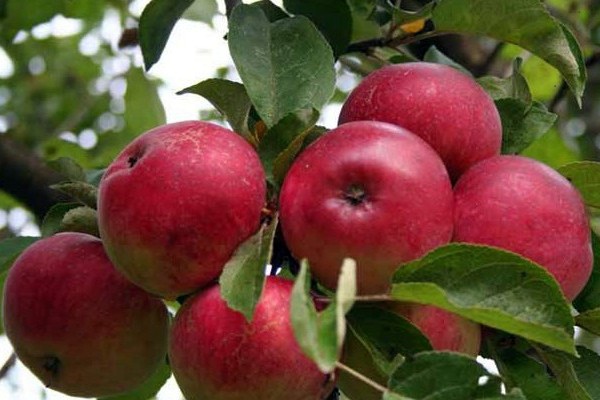 Solntsedar apple tree: growing secrets and productivity