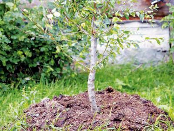 Solntsedar apple tree: growing secrets and productivity