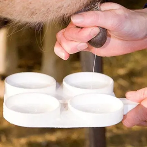 Somatics in cow milk: treatment and prevention