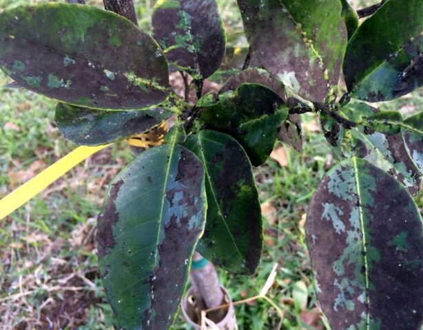 Soot fungus on an apple tree: how and how to treat