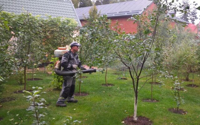 Soot fungus on an apple tree: how and how to treat