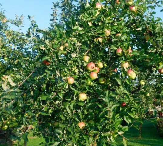 Soot fungus on an apple tree: how and how to treat