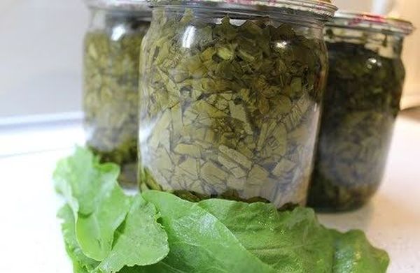 Sorrel for the winter: harvesting greens at home and the best recipes for cooking in jars