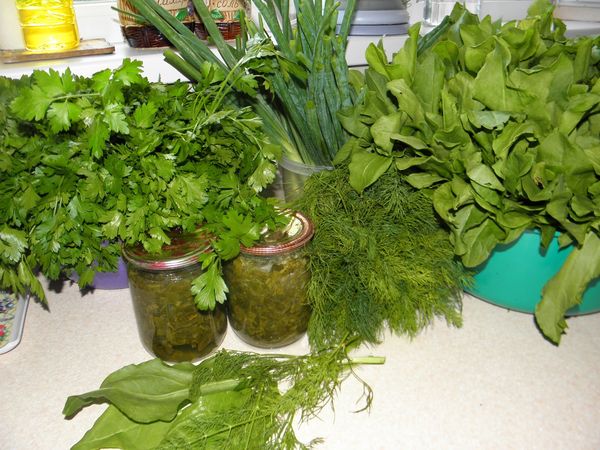 Sorrel for the winter: harvesting greens at home and the best recipes for cooking in jars