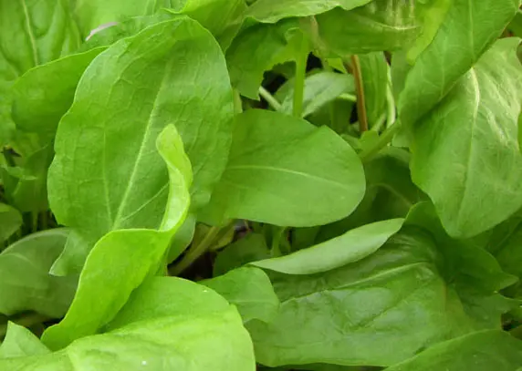 Sorrel: growing and care at home