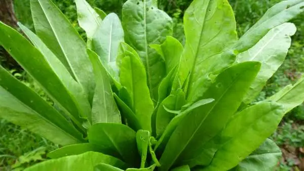 Sorrel: growing and care at home