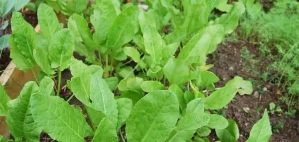 Sorrel: growing and care at home