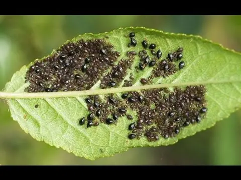 Sorrel pests and their control: experienced tips