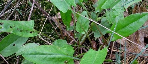 Sorrel pests and their control: experienced tips