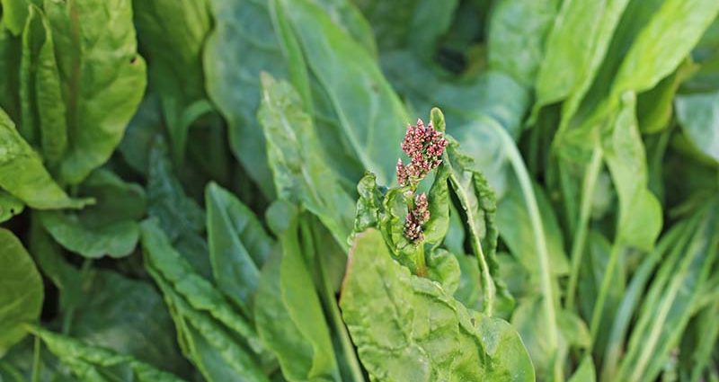 Sorrel pests and their control: experienced tips