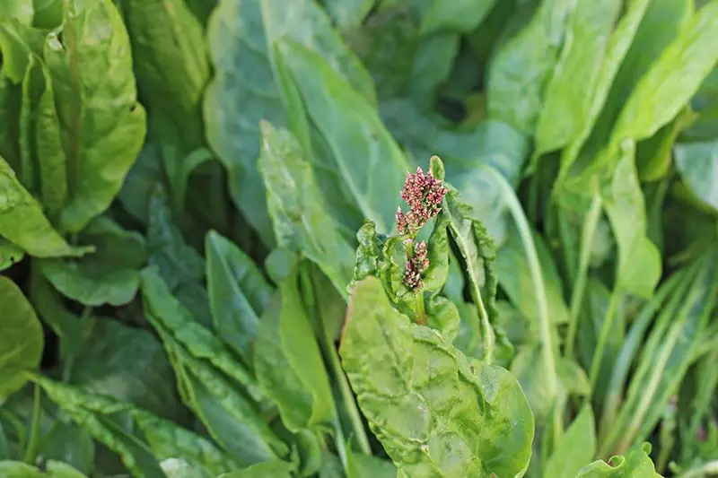 Sorrel pests and their control: experienced tips