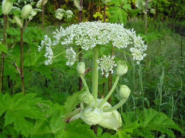 Sosnovsky&#8217;s hogweed: how to recognize it, what is its danger, what burns look like, where it grows, ways to fight