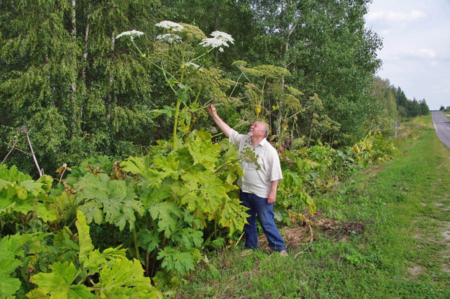 Sosnovsky&#8217;s hogweed: how to recognize it, what is its danger, what burns look like, where it grows, ways to fight