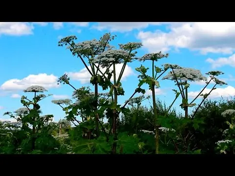 Sosnovskys hogweed: how to recognize it, what is its danger, what burns look like, where it grows, ways to fight