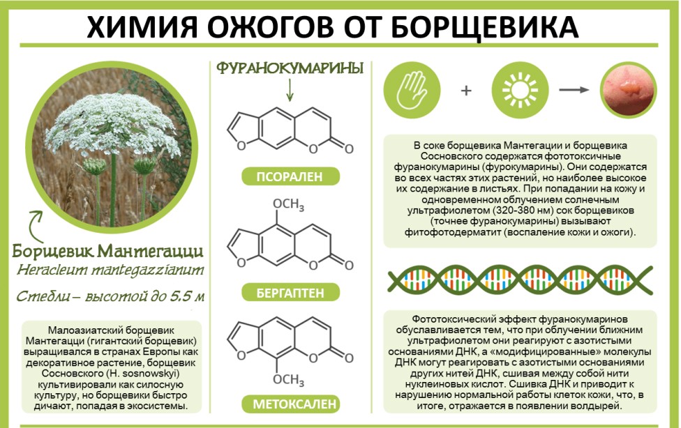 Sosnovsky&#8217;s hogweed: how to recognize it, what is its danger, what burns look like, where it grows, ways to fight