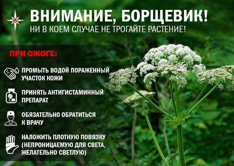 Sosnovsky&#8217;s hogweed: how to recognize it, what is its danger, what burns look like, where it grows, ways to fight