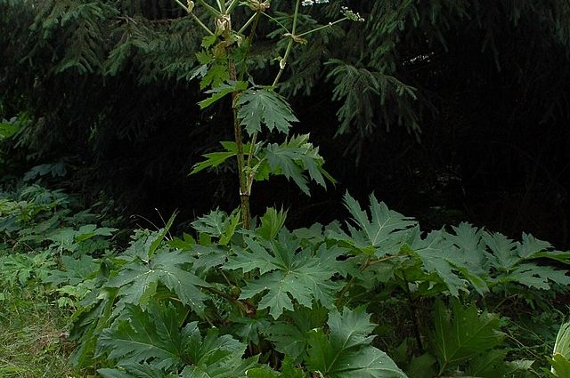 Sosnovsky&#8217;s hogweed: how to recognize it, what is its danger, what burns look like, where it grows, ways to fight