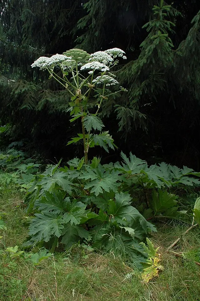 Sosnovsky&#8217;s hogweed: how to recognize it, what is its danger, what burns look like, where it grows, ways to fight