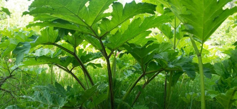 Sosnowski&#8217;s dangerous borscht. Watch out for this highly poisonous plant [EXPLAINED]