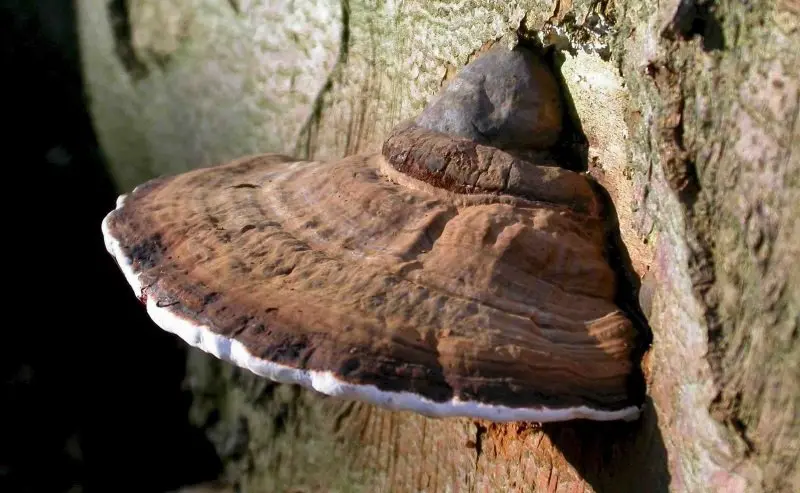 Southern Ganoderma (Ganoderma australe) photo and description