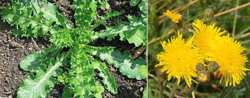 Sow thistle field: control measures