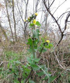 Sow thistle field: control measures