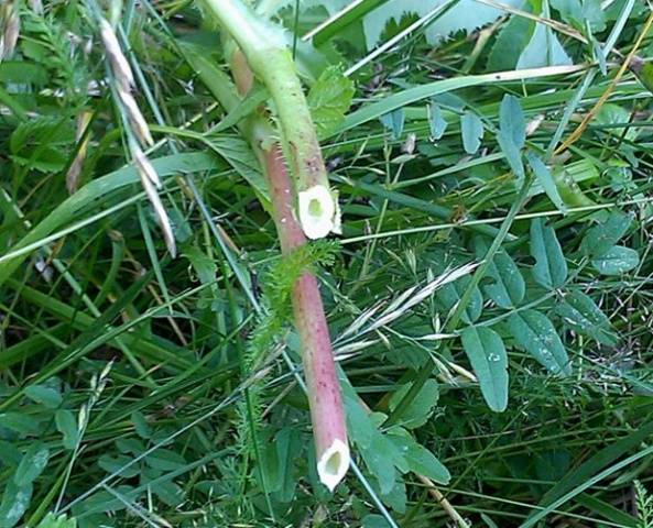 Sow thistle field: control measures