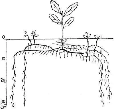 Sow thistle field: control measures