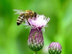 Sow thistle field: control measures